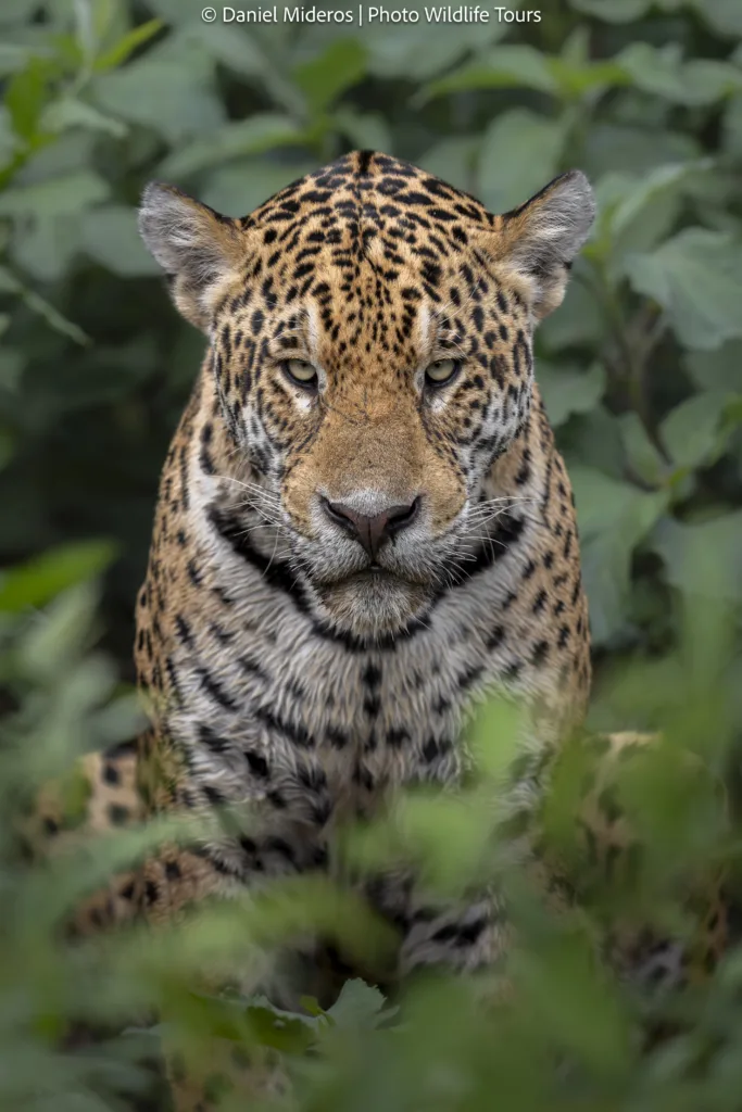 jaguar photo tour