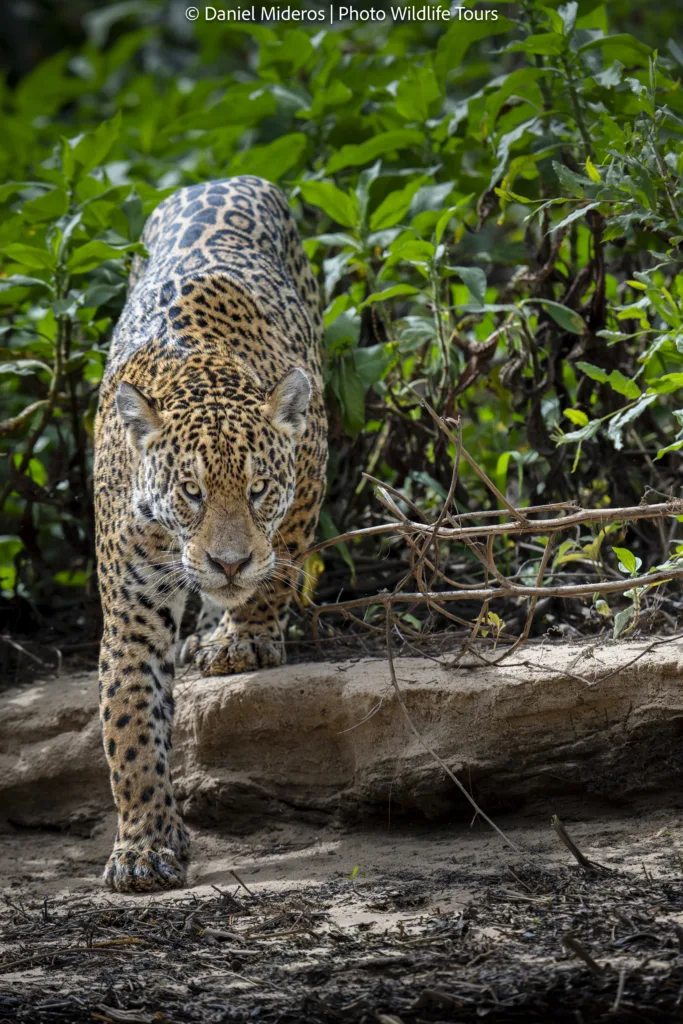 jaguar photo tour