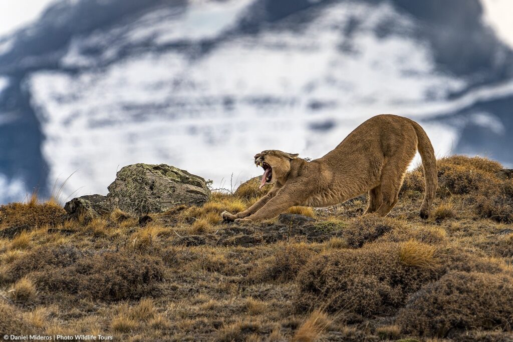Patagonia Pumas Tour Photo Wildlife Tours Pumas Photo Tour Patagonia Pumas Tour Photo Wildlife Tours Pumas Photo Tour