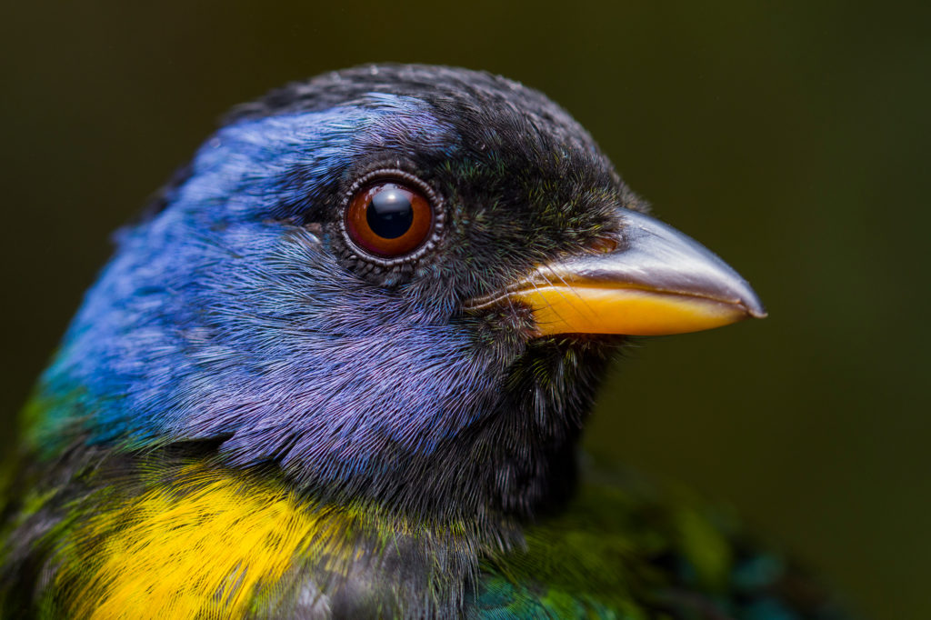 Birds of Ecuador Tour - Tour Aves del Ecuador